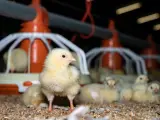 Imagen de archivo de unos pollitos en una granja de Alemania.
