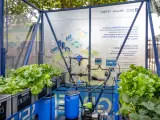 El proyecto piloto de innovaci&oacute;n Regreen tiene como objetivo demostrar el potencial del uso de agua regenerada para la agricultura hidrop&oacute;nica en el entorno urbano.