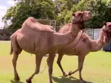Dos de los tres camellos que escaparon del pesebre.