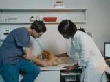 Un perro de visita en el veterinario.