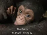 Imagen de Kucheza, el chimpancé fallecido.