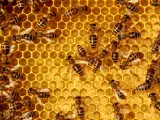 El propóleo es un subproducto fabricado por las abejas