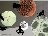 Hepatitis infantil, viruela del mono, estreptococo, bronquiolitis... los otros virus que tomaron el relevo de la Covid en 2022.