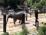 Elefantes en el Zoo de Barcelona.