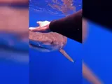 Kayleigh Grant, buceador profesional que ha pasado cientos de horas con tiburones, ha compartido en este vídeo su experiencia