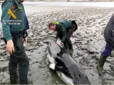 Muere un ejemplar juvenil de ballena tras quedar varado en las marismas de Argoños.