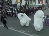 El oso perjudicado de Cádiz