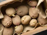 Patatas con brotes