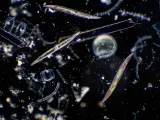 Las especies del género Halteria forman parte del plancton de agua dulce