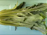 La borraja, una verdura fina que se cultiva y se come en el Valle del Ebro.