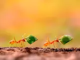 Los gastos hormigas son pequeños como estos insectos y suelen pasar desapercibidos.