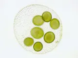 Imagen de un alga verde unicelular