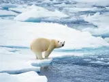 Oso polar preparado para saltar del bloque de hielo