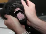 Un cachorro mostrando señales de estar enfadado.