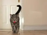 Un gato con un juguete en la boca.