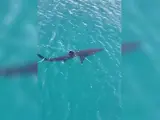 Un twittero ha avistado en la mañana de este martes sobre las 10:00 A.M. un tiburón peregrino de más de unos 2,5 metros de largo nadando a sus anchas en el puerto de A Coruña.