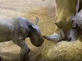 Un adorable bebé de rinoceronte blanco que nació en un zoológico del Reino Unido ya anda él solo por todo el recinto con solo 10 días de edad. El bebé de 66 kg nació el 13 de enero y es parte del grupo casi amenazado; Especies de rinocerontes blancos del sur de África.