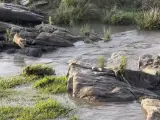 En el vídeo podemos ver cómo varias crías de león saltan de un lado a otro en un completo acto de valor y luchando por no ser arrastradas por la corriente.