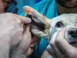 Un perro revisándose el oído en el veterinario.
