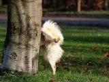 Un perro orinando en un árbol.
