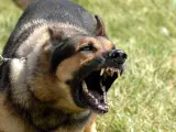 Imagen de un perro con actitud agresiva.