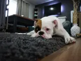 Un perro tumbado en una alfombra.