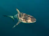 Tiburón toro en el fondo marino