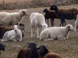 Castilla-La Mancha inmoviliza 3,5 millones animales de 6.000 explotaciones por viruela ovina.