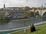 Oso pardo en la ciudad de Berna.