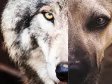 La mirada de un perro y de un lobo.