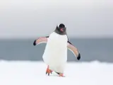 Ejemplar de pingüino en la península antártica