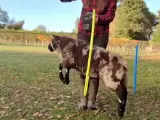 Flause es una oveja que se piensa que es un perro y ha sido entrenada para hacer varios trucos y ha llegado a tener su propio club de fans.