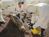 Fotografía cedida el 15 de febrero por el Servicio Nacional Forestal y de Fauna Silvestre (Serfor) de Perú que muestra a expertos mientras examinan un lobo marino muerto.