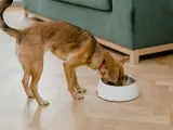 Un perro comiendo en su comedero.