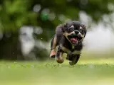 Un perro corriendo en el jardín.