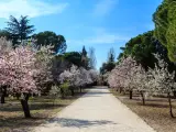 Almendros en flor en La Quinta de los Molinos, Madrid