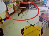 La Escuela de Primaria Evergreen en Alabama (Estados Unidos), se llevó esta inusual sorpresa al grabar las imágenes de un ciervo en una de las clases después de romper una de sus ventanas para conseguir entrar