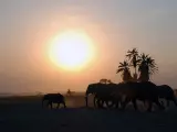 Elefantes en el Parque Nacional de Amboseli (Kenya).