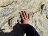 Un niño toca un resto fósil con las manos.