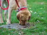Un perro labrador olfateando el suelo.