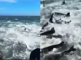 El terrorífico momento que viven unos pescadores aficionados al ver rodeado su barco por decenas de tiburones