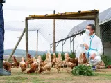 Un veterinario inspecciona una granja de aves por la gripe aviar.