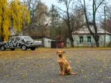 Un perro juvenil y callejero en la ciudad de Chernóbil.