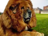 Mastín Tibetano, el gigantesco perro que parece un león, puede correr a 48 km/h