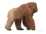 Durante unos dos millones de años, un simio del tamaño de un oso polar vivió en el sur de Asia hasta que se extinguió hace 100.000 años. Se trata del 'Gigantopithecus blacki', castellanizado como Gigantopiteco. Aunque sus restos se han hallado exclusivamente en Asia, algunos fans de la criptología sostienen que algunos pudieron llegar a América durante la Edad del Hielo y haber prosperado.