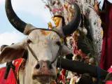 Una vaca durante el Durgá Puyá, festival hinduísta de la India