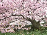 Un cerezo en plena floración en Japón.