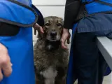 Un perro en el veterinario.
