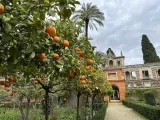 Naranjos del Real Alcázar de Sevilla.
