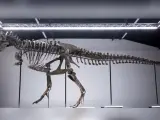 Por primera vez se subastará en Europa un esqueleto completo de dinosaurio T-rex, llamado TRX- 293 y que se calcula que tiene unos 67 millones de años.